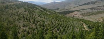 Kırşehir’in orman varlığı arttı